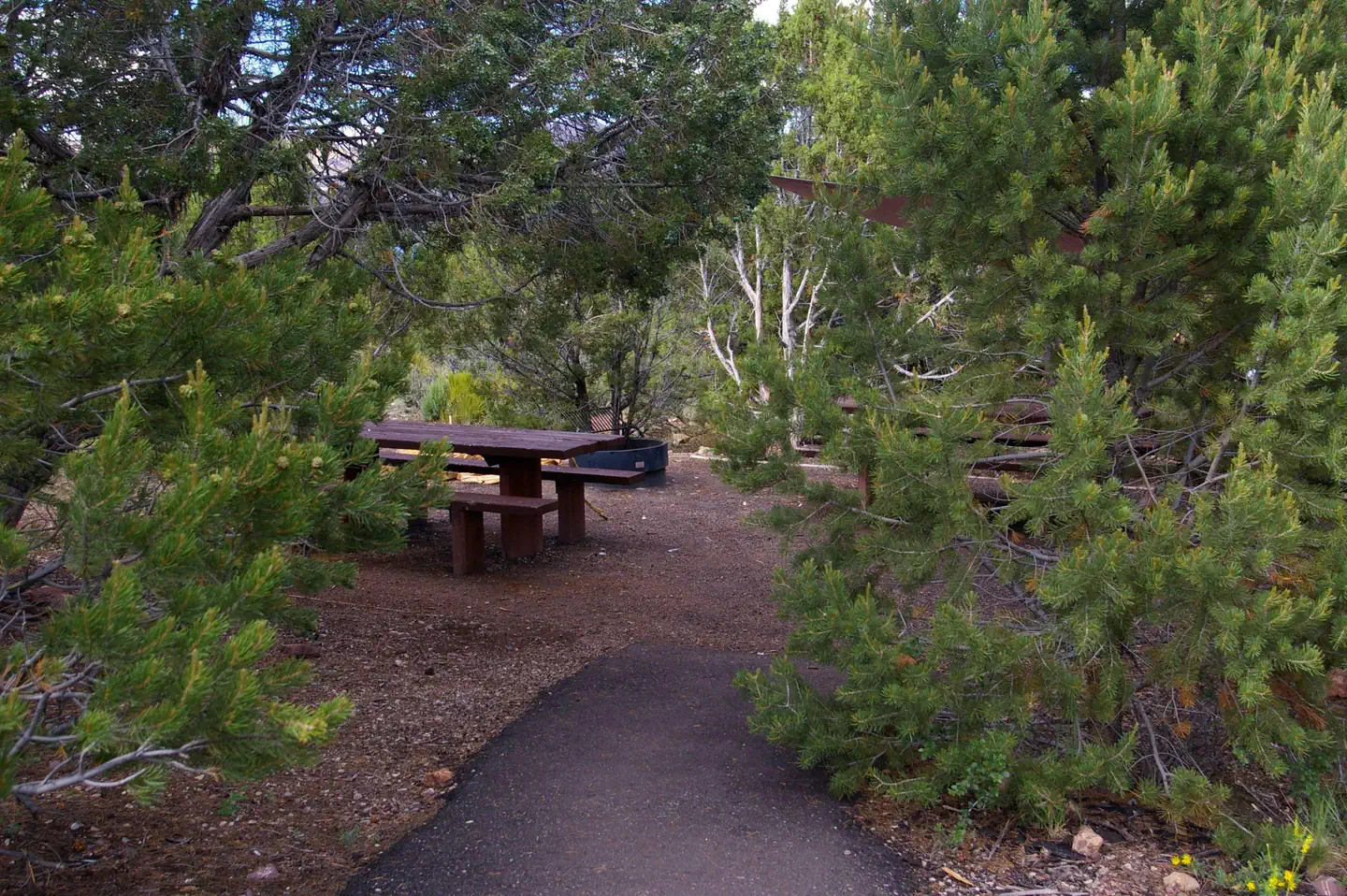 Cedar Springs Campground — Picnic table tuck away in the middle of a group of trees. An asphalt path leads up to the area.