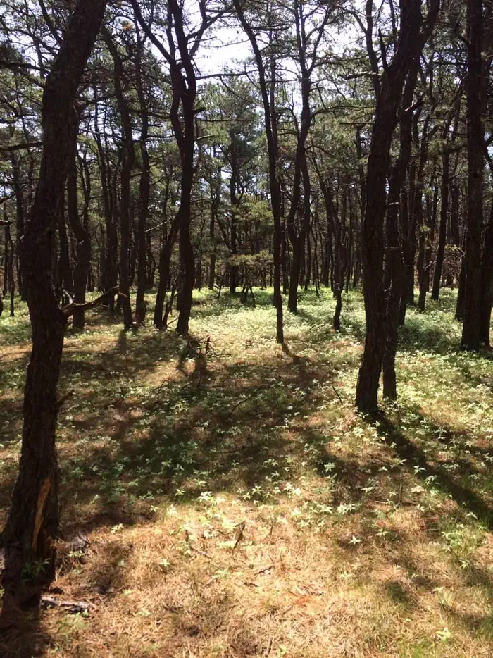 Le Count Beach House — Just a few hundred yards from the ocean, the Le Count Beach House is situated in a quiet Cape Cod pine forest. Enjoy the sights and sounds of the woods from your cottage's backyard. 