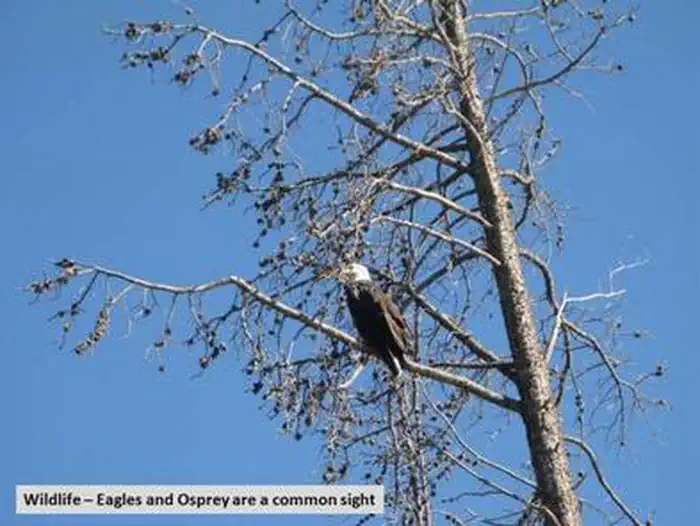 Big Creek Lakes Campground — Big Creek Lakes Wildlife Eagle Photo 1