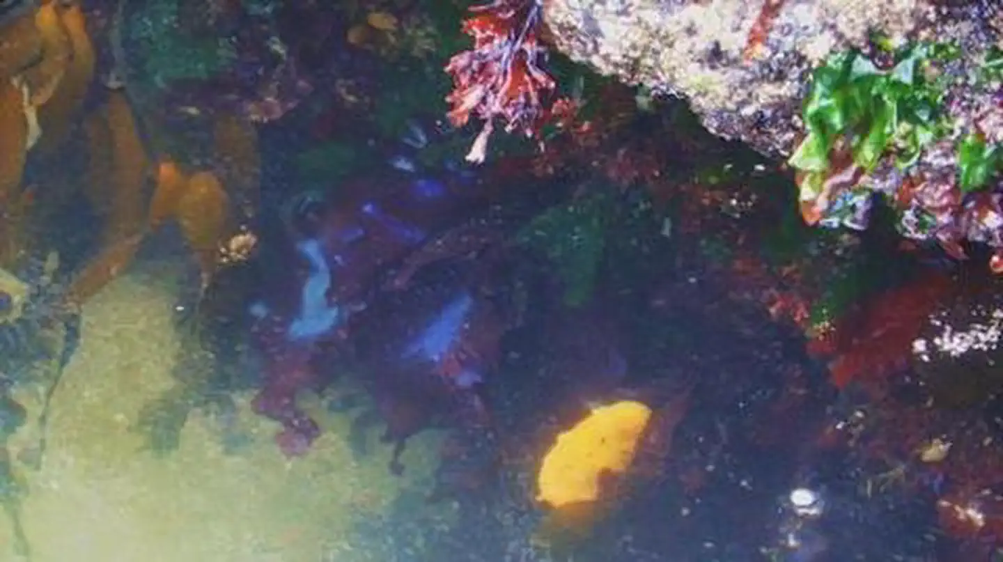 Cape Perpetua — CAPE PERPETUA