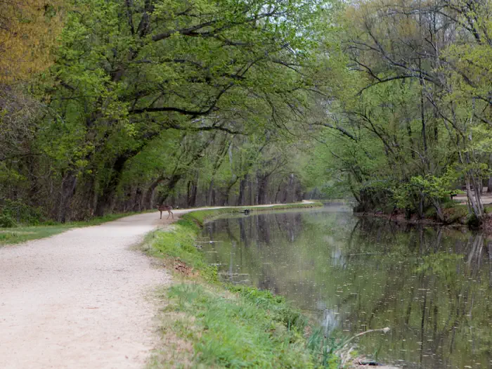 Marsden Tract Group Campsite — Towpath near Marsden Tract