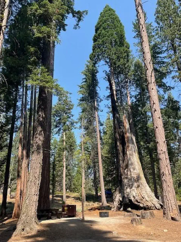 Princess — Sequoia Trees in Princess Campsite