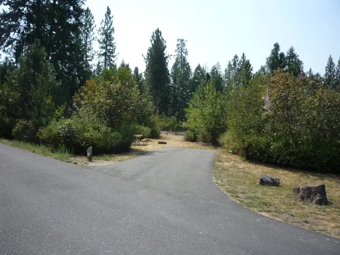 Hunters Campground — Hunters Campground trees in the background