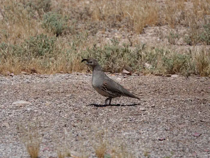 Las Vegas Bay Campground — LVBQuail