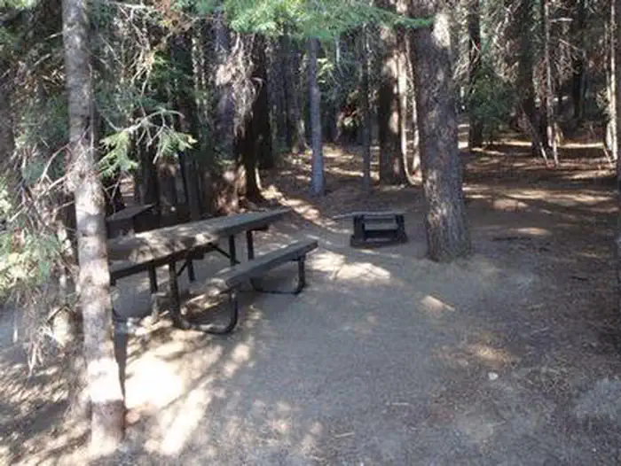 Kinnikinnick - Sierra NF — KINNIKINNICK