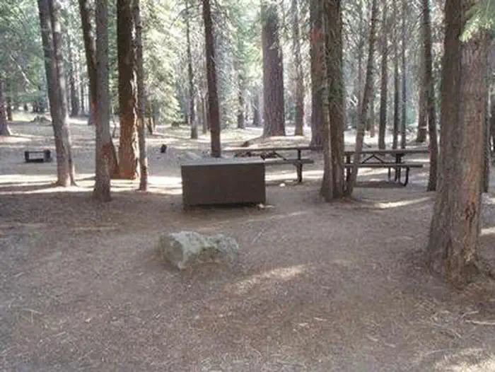 Kinnikinnick - Sierra NF — KINNIKINNICK
