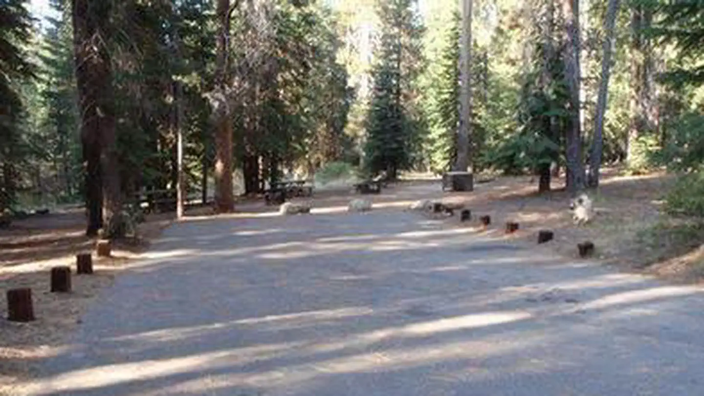 Kinnikinnick - Sierra NF