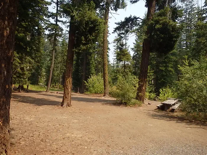 Pine Needle Group Site — Pine Needle Group Site