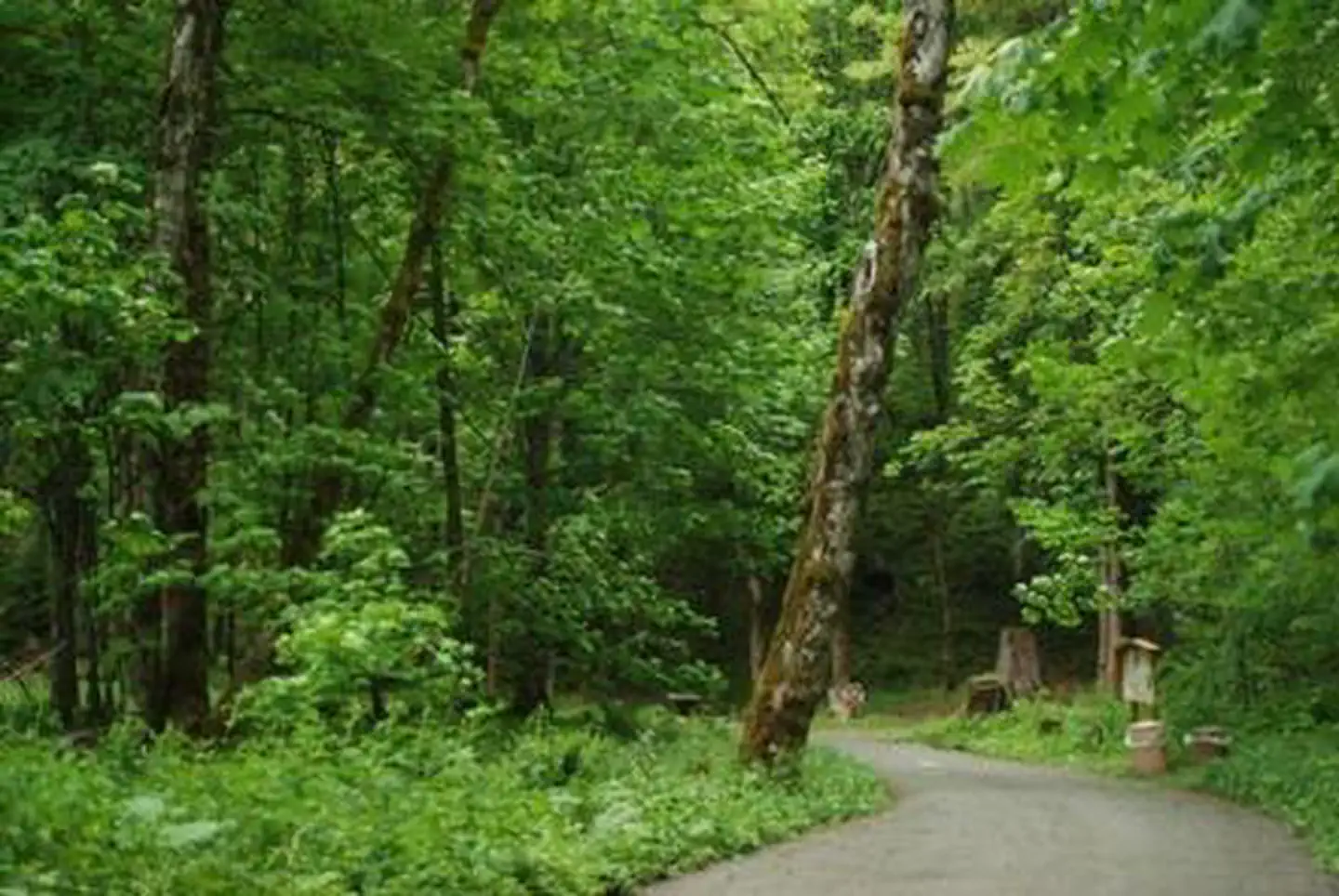 Blue Lake Creek Campground - Gifford Pinchot Nf (wa) — Blue Lake Creek Campground