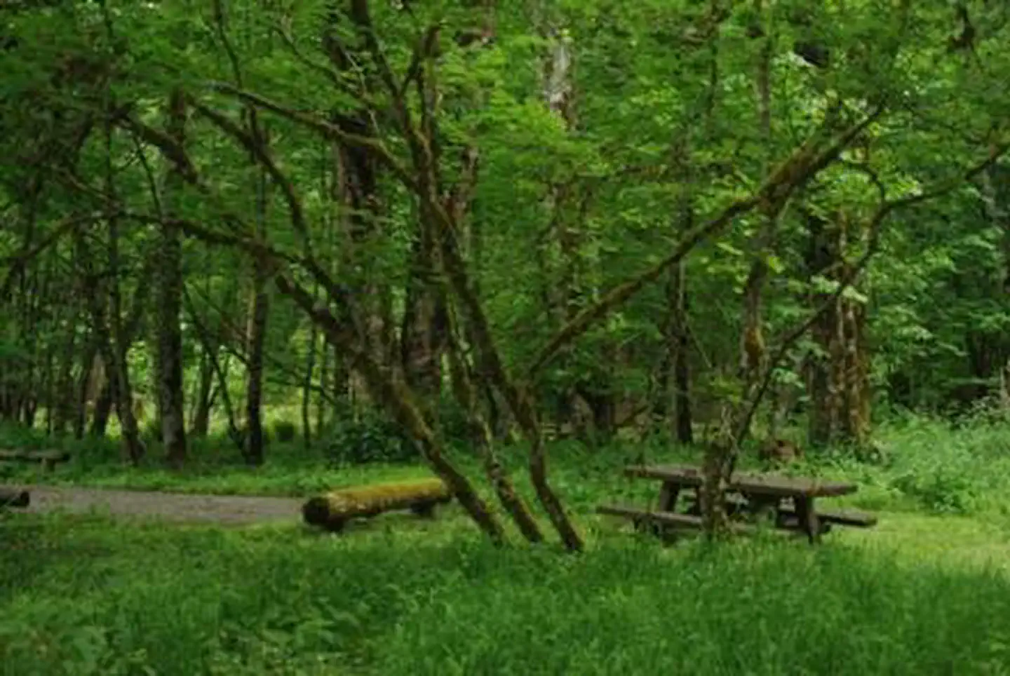Blue Lake Creek Campground - Gifford Pinchot Nf (wa) — Blue Lake Creek Campground