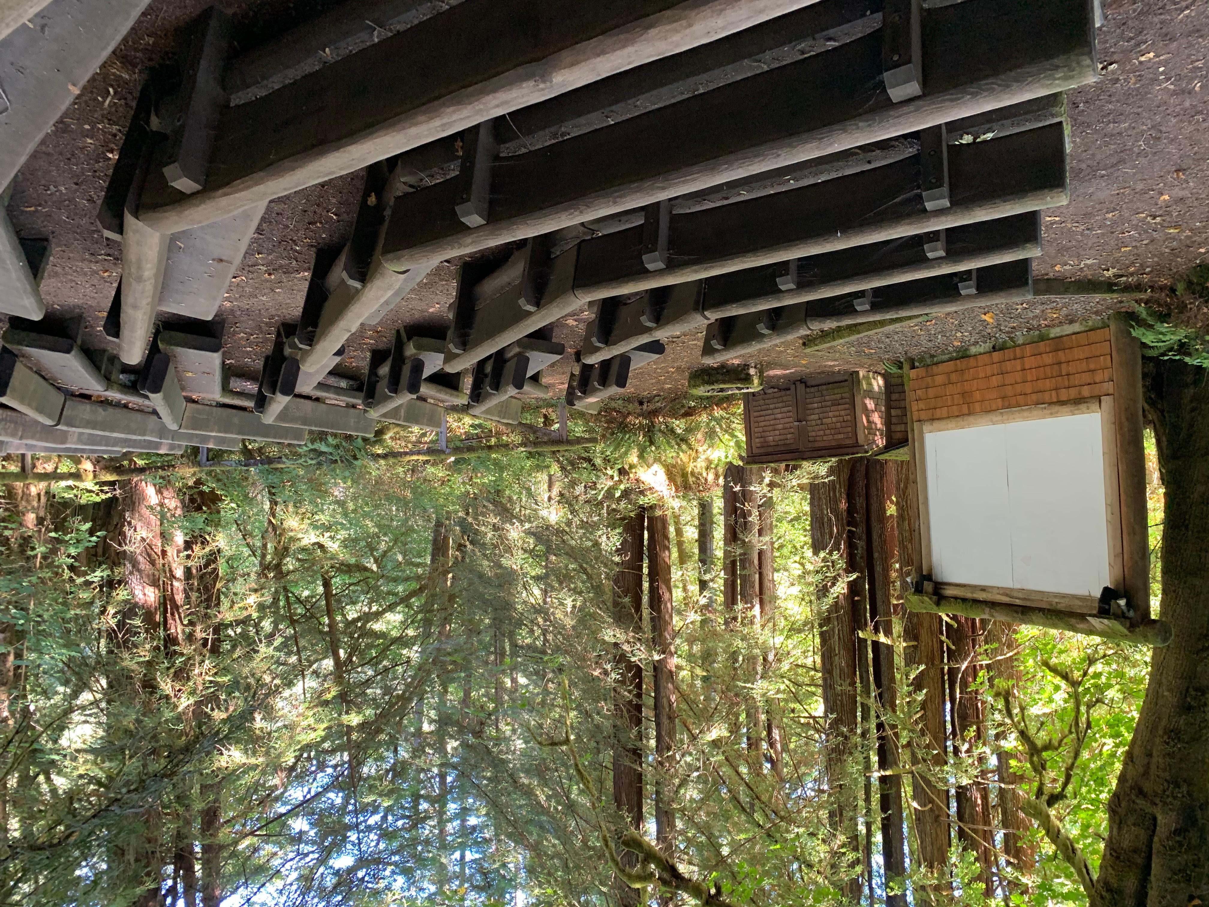 Mill Creek Campground - Del Norte Coast Redwoods State Park — Mill Creek Amphitheater