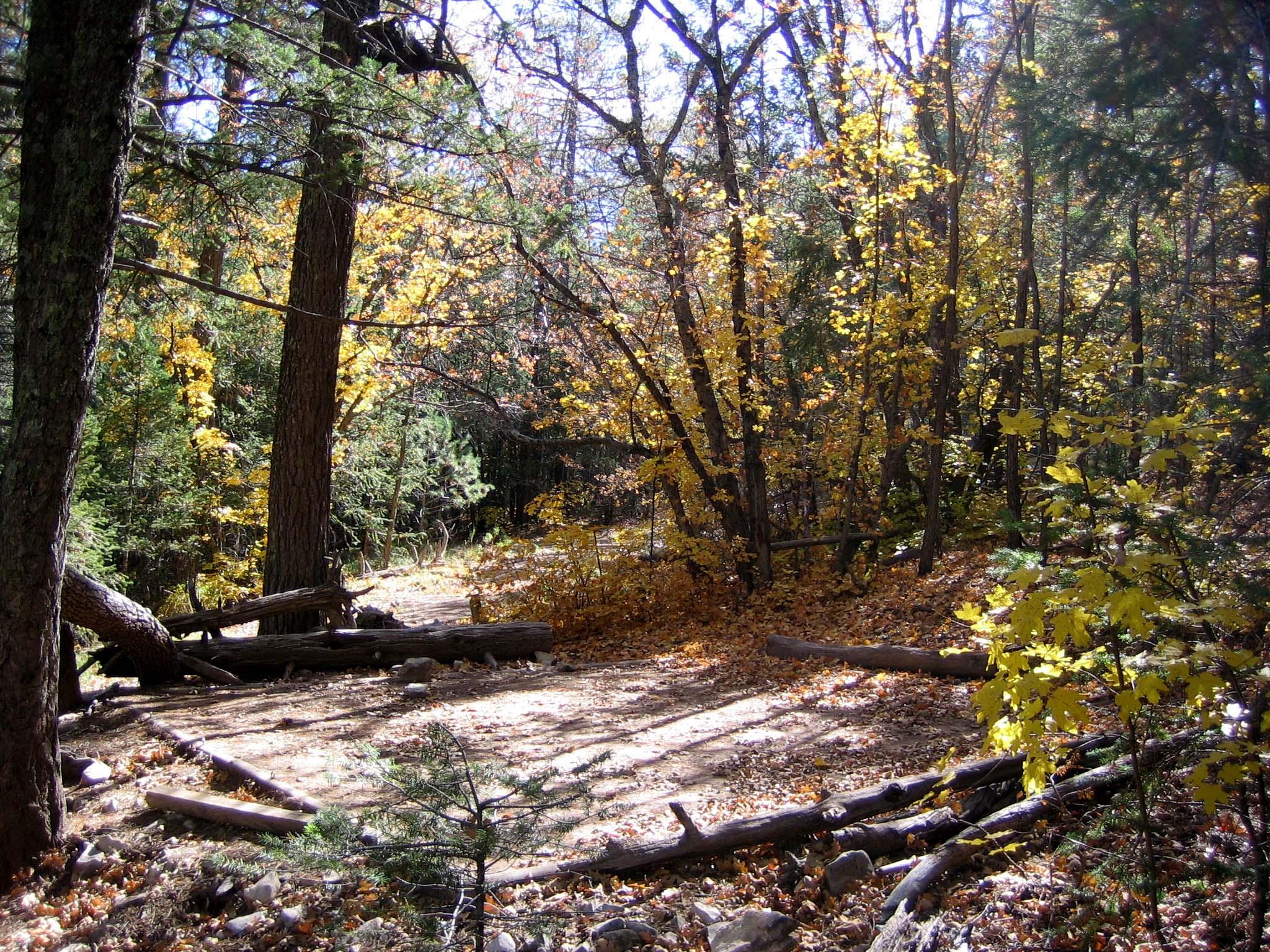 Tejas Wilderness Campground — Tejas tent pad