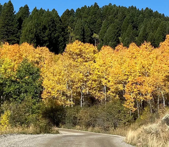 Trail Creek Cabin — Trail Creek Cabin route via Newman Cr.