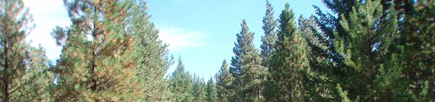 Kaner Flat Campground