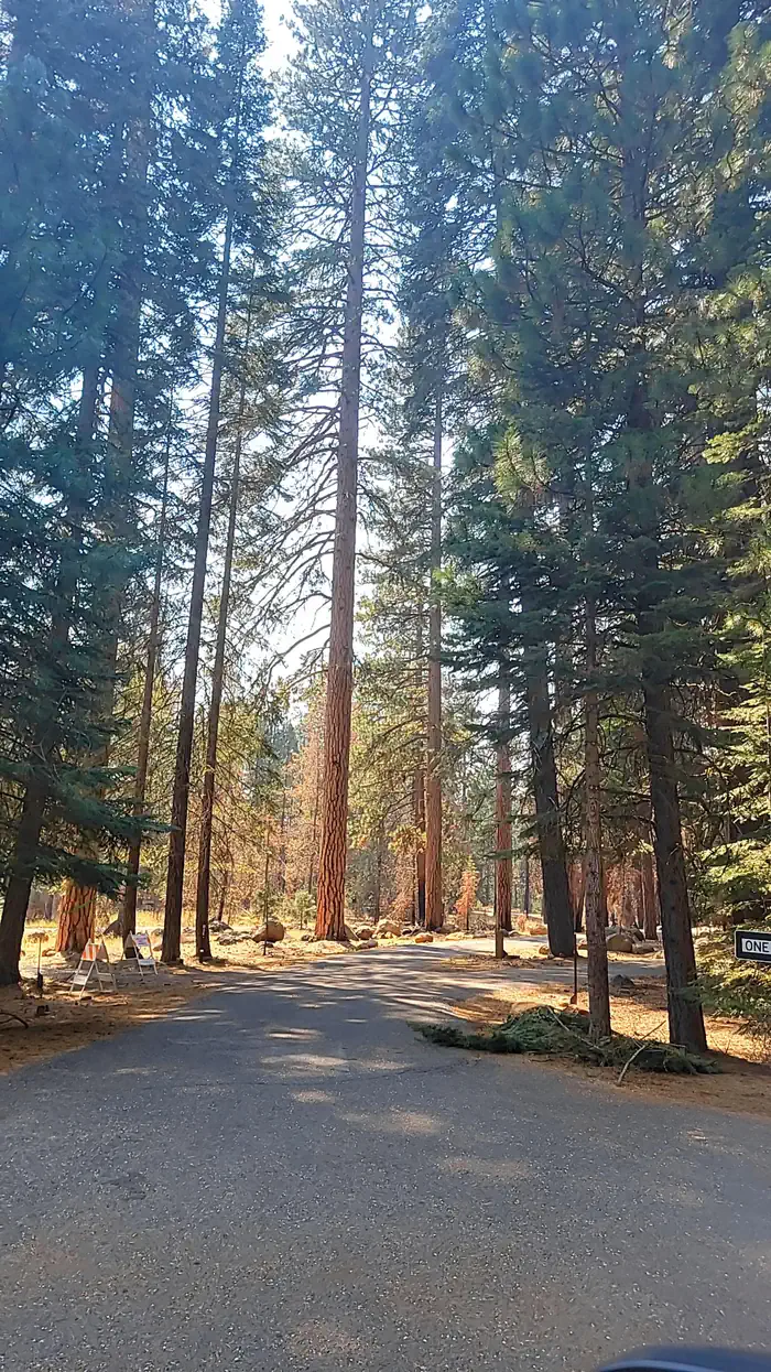 Almanor — Beautiful Tall Conifers At Almanor South Campground