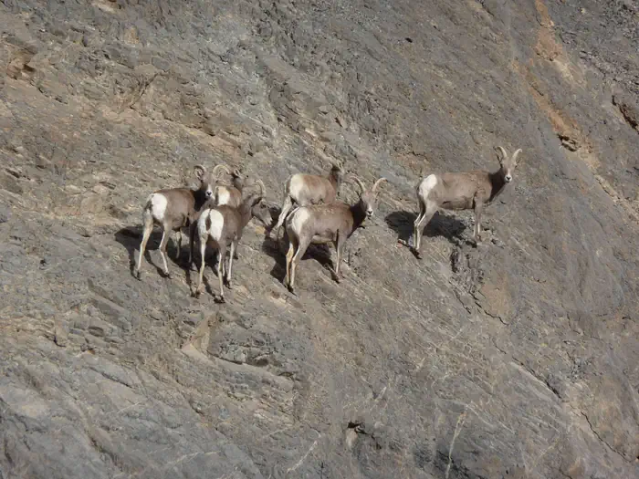 Furnace Creek Campground — Six bighorn sheep on the side of a mountain.