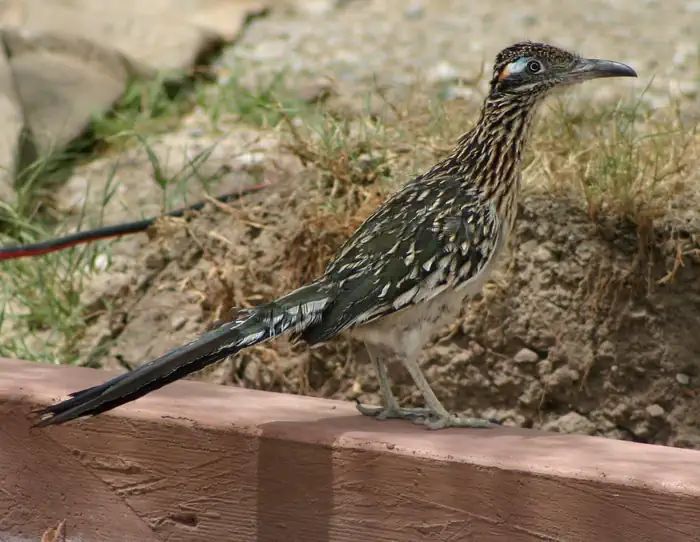 Furnace Creek Campground — roadrunner standing on short wall