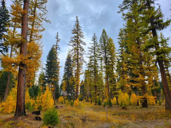 Big Larch Campground — A forested area within Big Larch Campground. Western Larch trees can be seen displaying their gold needles in the fall.
