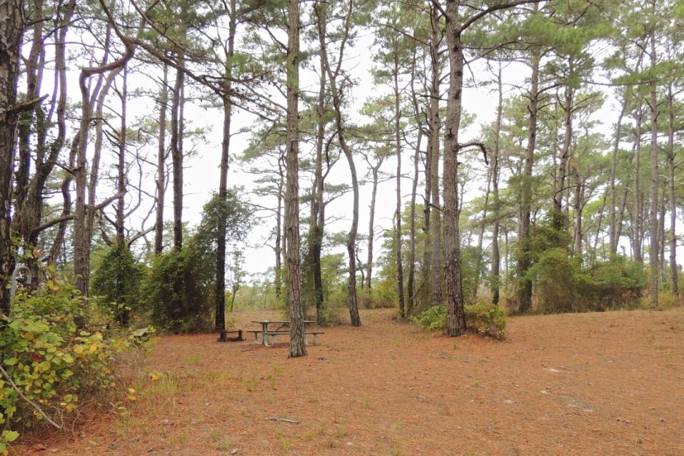 Back Country Camping - Pine Tree