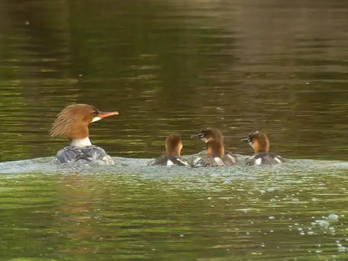 Two Rivers — A female Common Merganser and four babies photographed on the Current River near Two Rivers (preview)