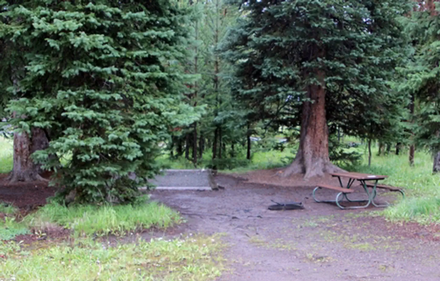 Bridge Bay Campground — Bridge Bay Campground