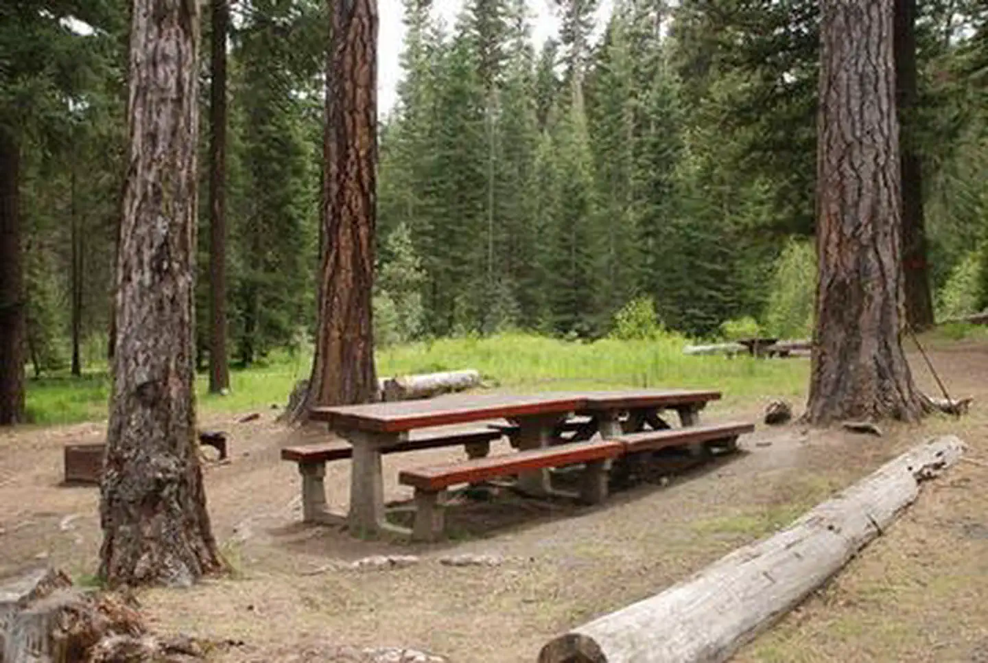 Mineral Springs Campground — Double-long picnic table in open pine forest with a green, tree ringed glade in the background.