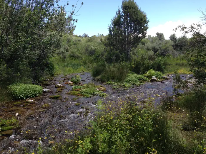 Clover Spring Campground — Clover Creek