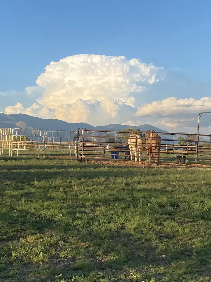 Rob Jagger Campground — Horses in corral