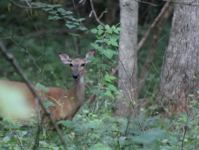 Orleans Trail — Orleans Trail Wildlife