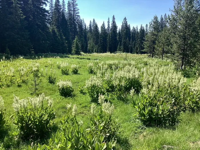 Target Meadows Campground — Target Meadows 