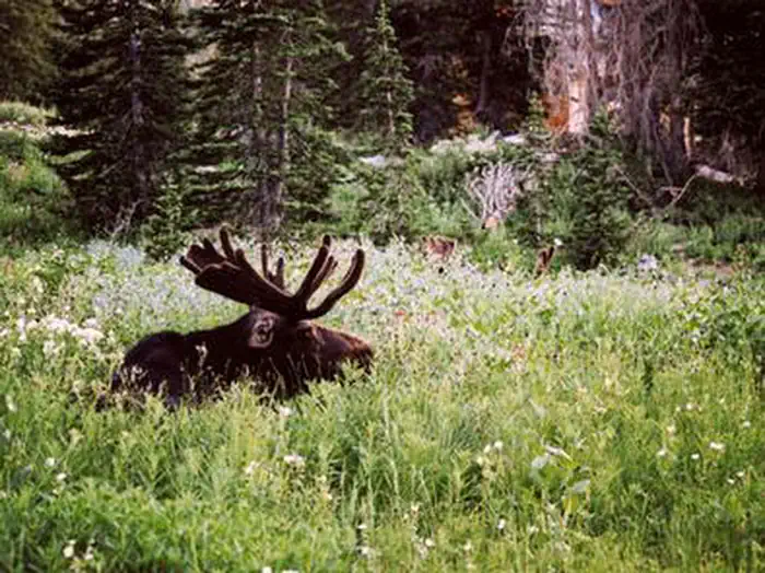 Albion Basin — ALBION BASIN