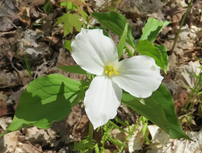 Eastwood — trillium