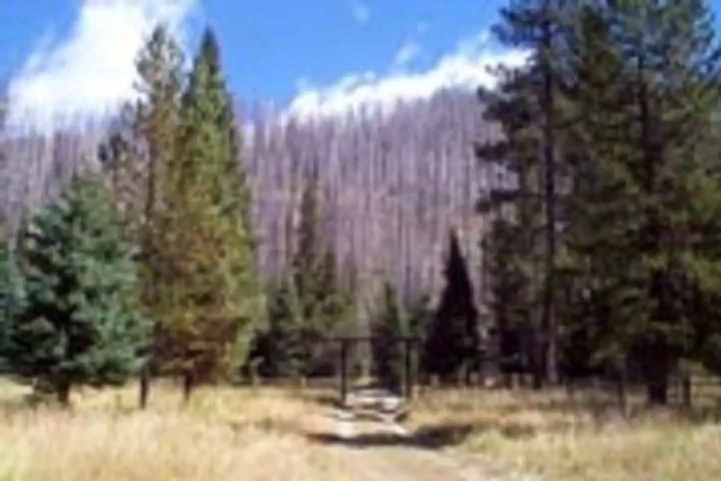 Peavy Cabin — PEAVY CABIN
