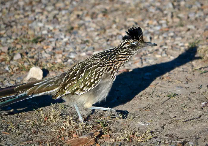 Rio Grande Village RV Campground — A Roadrunner (Geococcyx variegata)