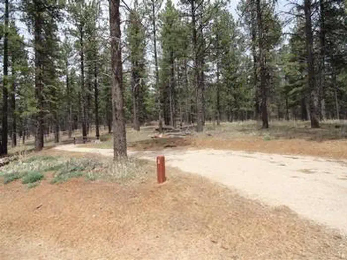Buckeye Campground — Pioneer CG Camping Site