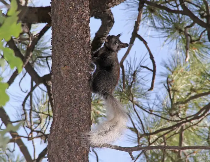 North Rim Campground — Gray squirrel with white tail and ears has food in its mouth while climbing a tree