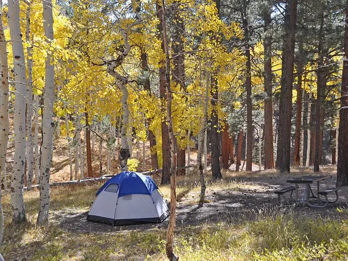 North Rim Campground — Tent set up at campsite surrounded by golden aspen trees