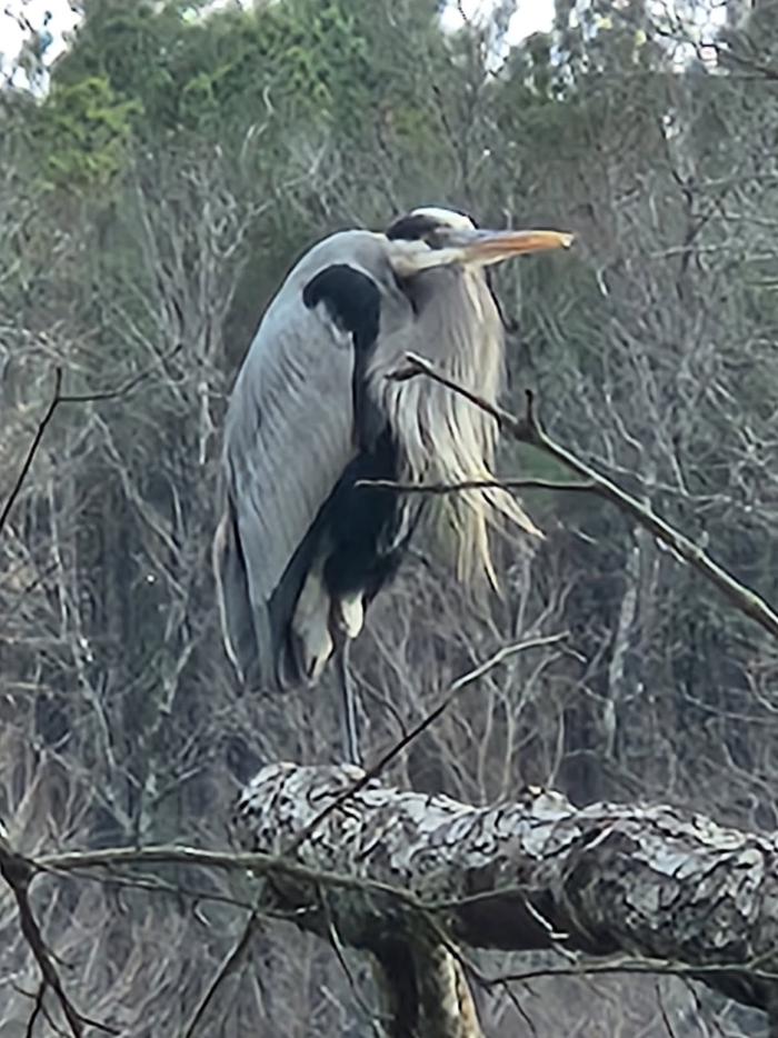 Jennings Ferry — Heron on a cold day at Jennings Ferry