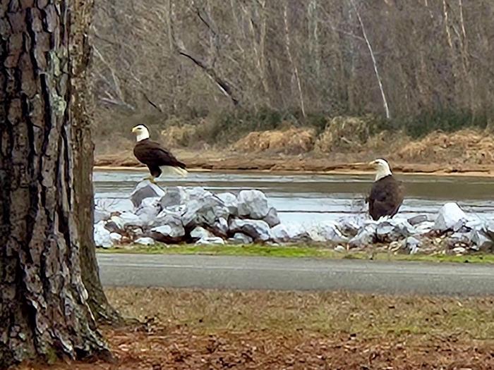 Jennings Ferry — JENNINGS FERRY Campground