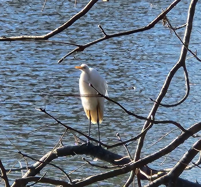 Jennings Ferry — Bird on backwater at Jennings