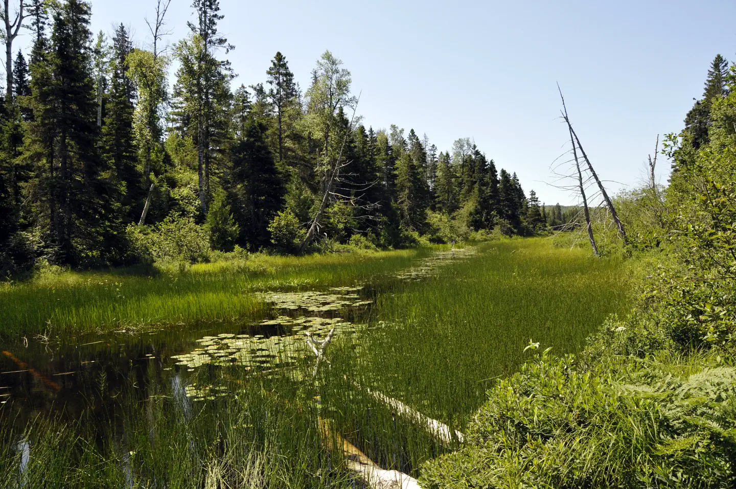 West Chickenbone Campground — View of Chickenbone Lake coming from McCargoe Cove.