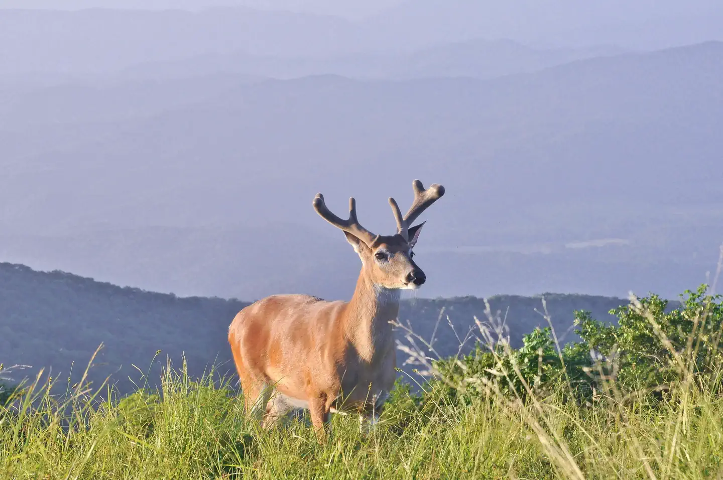 Cades Cove Campground — White Tail Deer Near Cades_Cove
