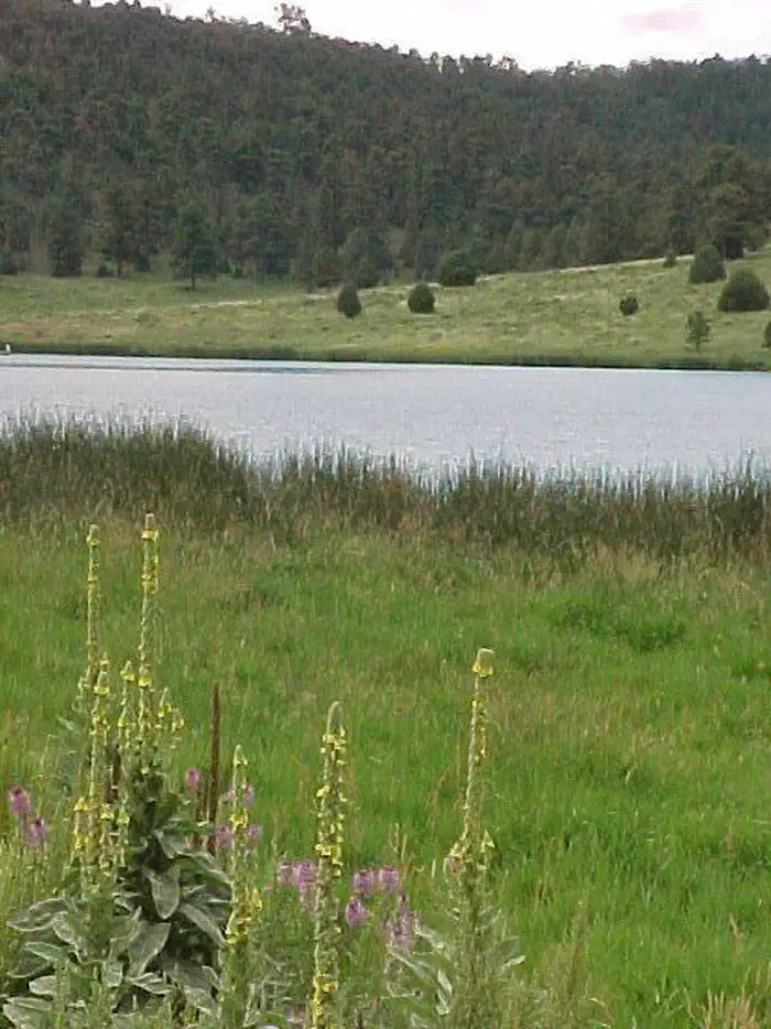 Pinon - Quemado Lake — Landscape near Quemado Lake showing vegetation, pretty flowers