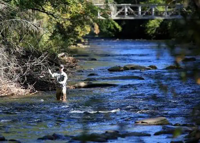 Davidson River Campground — DAVIDSON RIVER