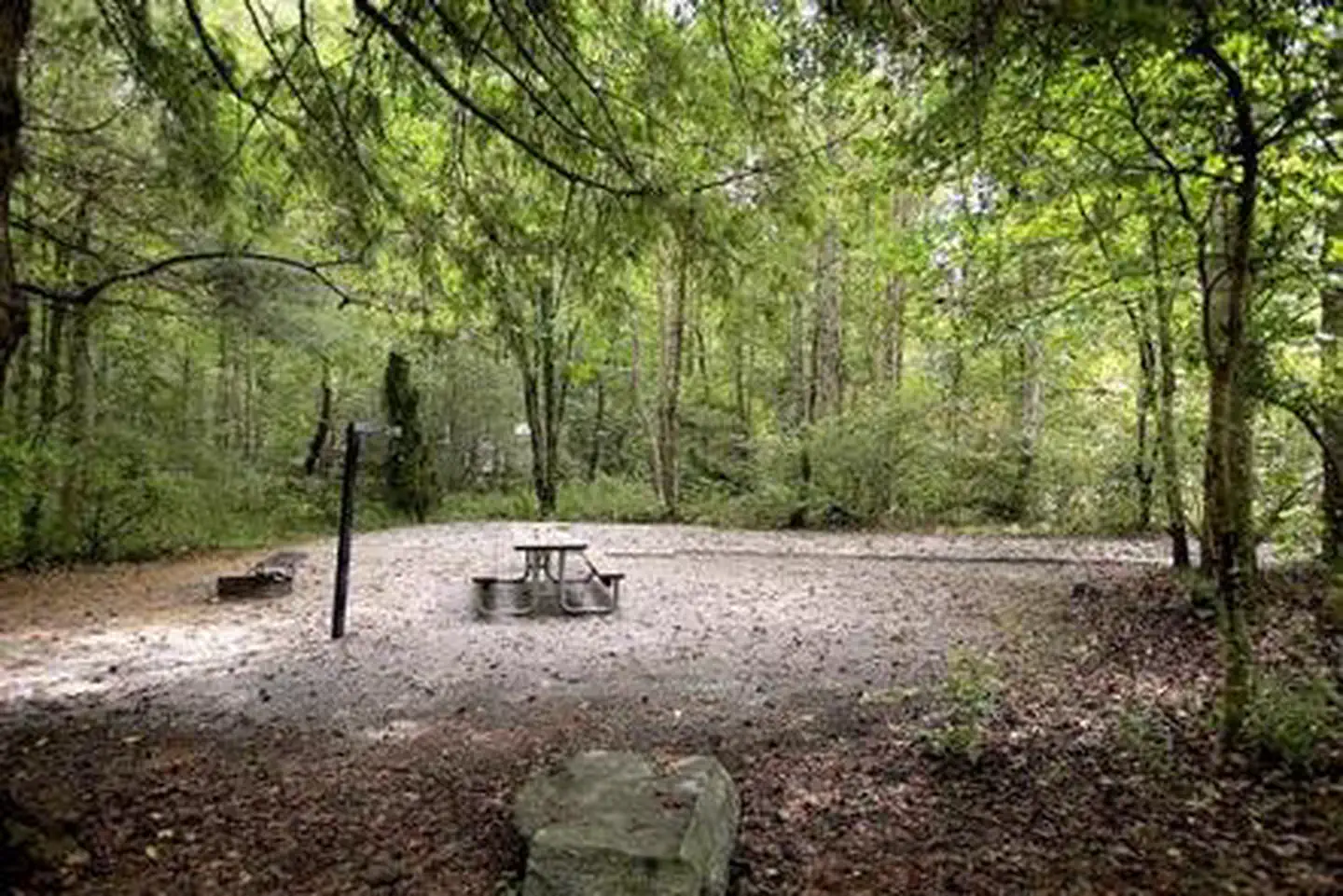 Davidson River Campground — DAVIDSON RIVER