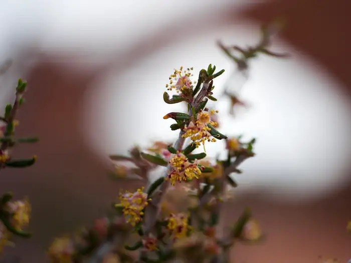 Devils Garden Campground — Narrowleaf Mountain Mahogany Flower