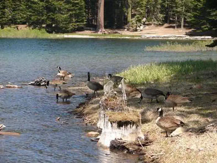 Manzanita Lake Camping Cabins — MANZANITA LAKE GROUP CAMPGROUND