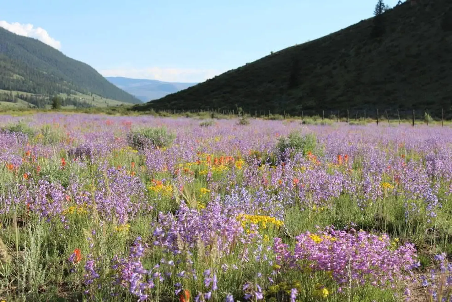 Marshall Park Campground — Wildflowers at Marshall Park Campground