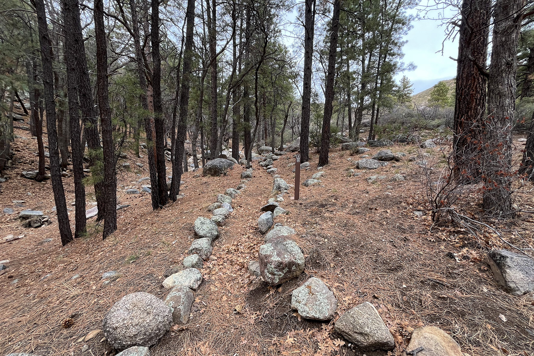BLM Wild Cow Springs Recreation Area — Wild Cow Springs Campground trail