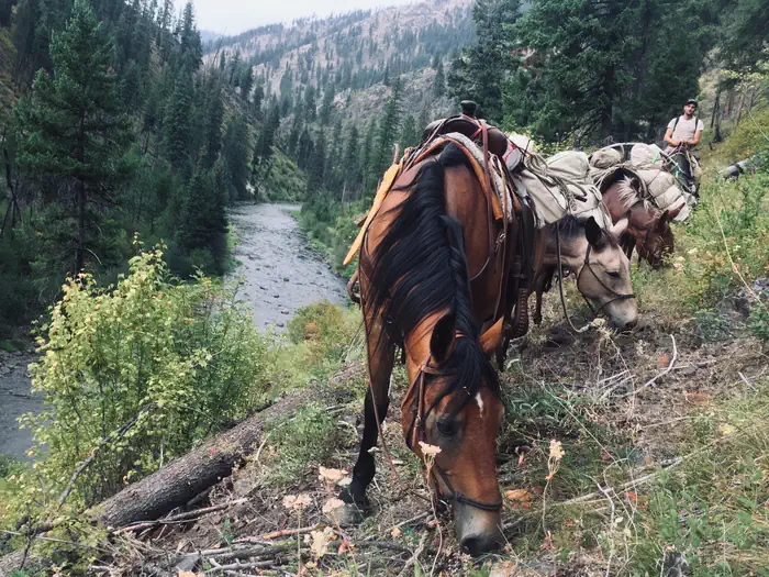 North Fork John Day — Horses carrying loaded packs on the NFJD River Trail